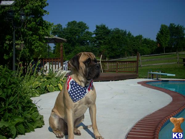 Stud Dogs in PA